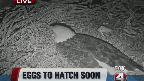 Eagle cam eggs expected to hatch soon