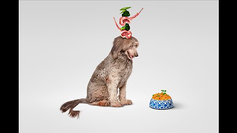 A Dog Eating Food On A Pet Plate