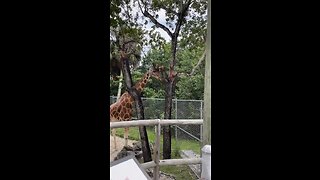 Livestream Clip - Giraffes At Naples Zoo #Giraffes #NaplesZoo