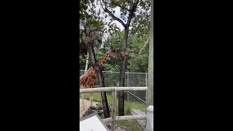 Livestream Clip - Giraffes At Naples Zoo #Giraffes #NaplesZoo
