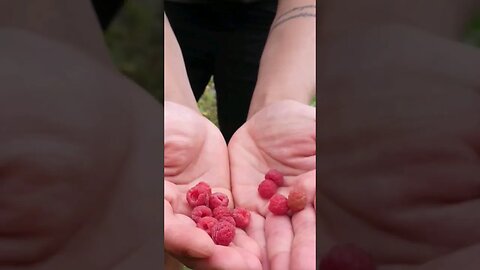 raspberry foraging #foraging #forage #sustainable