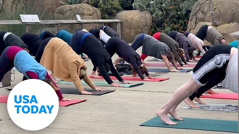 Yogis experience Zen at the Zoo surrounded by giraffes, lions and more | USA TODAY