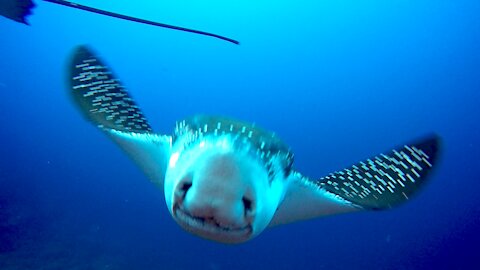 Spotted eagle rays become fascinated with scuba diver in Galapagos Islands