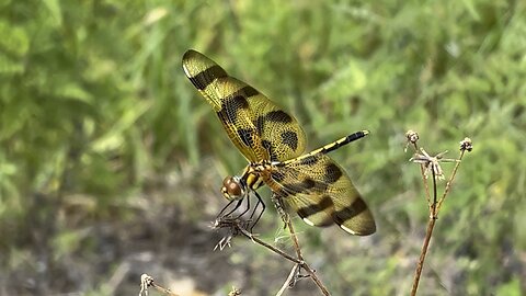 Halloween Pennant Dragonfly June 3 2024