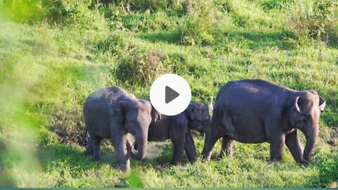 Baby elephant adorably tries to eat leaves like his mother, elephant video