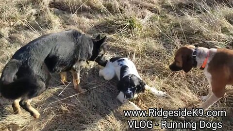VLOG - Pack Runs, No Better Activity For Dogs!