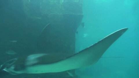 Manta Ray Gliding Past Camera in Front of Rock Formation