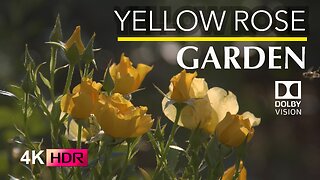 4K HDR Nature Videos - Yellow Roses in the Sanctuary Garden - Blissful Peace