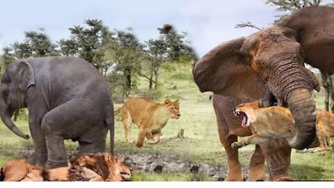 The Elephant Madly Kills The Lions To Avenge The Death Of The Baby Elephant - Lion vs Elephant By Best Animal Home