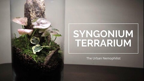 Planting Soil & Avoiding Mold || Fern & Syngonium Terrariums