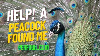 Help A Peacock Found Me, Peacock Minute, peafowl.com