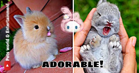 Funny and Cute Baby Bunny Videos-Baby Pets video compilation| Pets world & Entertainment|#cute