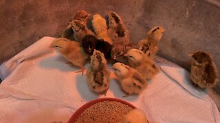 Baby Chicks hatched 3/11 - 3/12