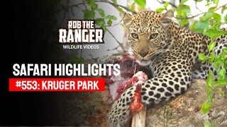 Safari Highlights #553: 21 & 22 August 2020 | Kruger National Park | Latest Wildlife Sightings