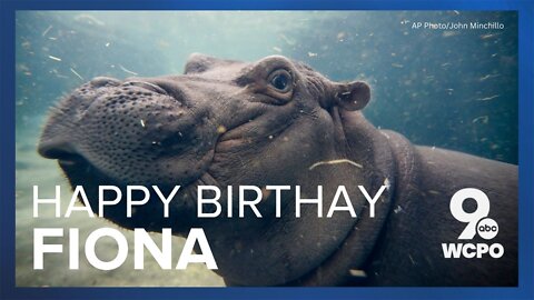 Fiona the hippo turns 6