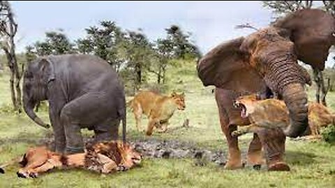 The Elephant Madly Kills The Lions To Avenge The Death Of The Baby Elephant - Lion vs Elephant