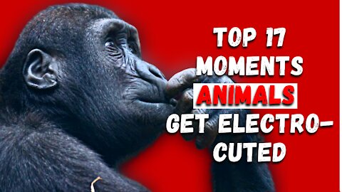 Top 17 Moments Animals Get Electrocuted