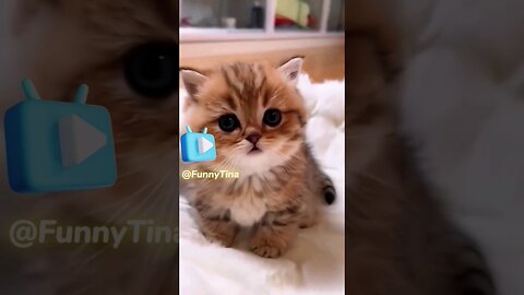 What a cute kitten!
