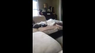 Kitten Misty plays and kisses Siberian Husky Kendall