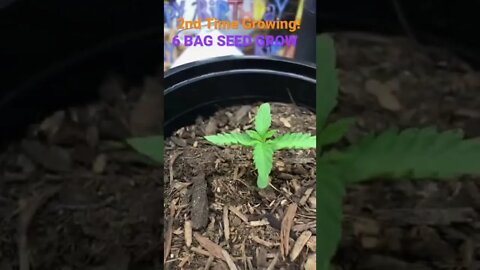 How Cannabis Seedlings HEALTHY￼ 2nd -3rd wk
