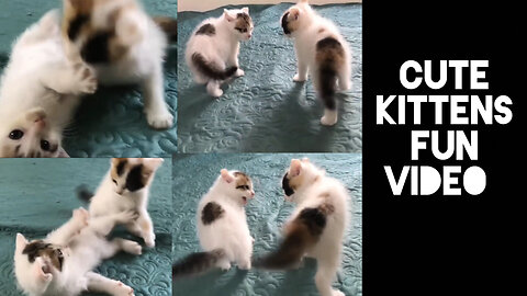 Cute kittens funny video and cute cat videos