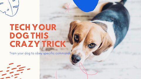 SECRET REVELEAD ON HOW TO TEACH YOUR DOG