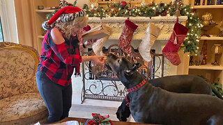 Merry Great Danes Love Their Christmas Cookies Gift