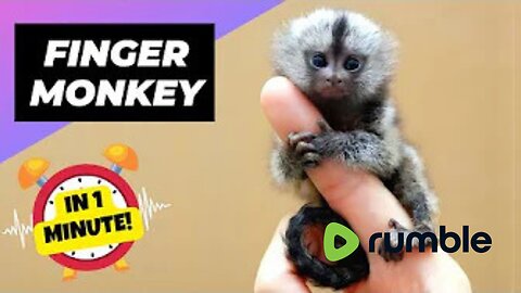 Finger Monkey - In 1 Minute! 🐒 The Cutest Animal In The World - Pygmy Marmoset | 1 Minute Animals