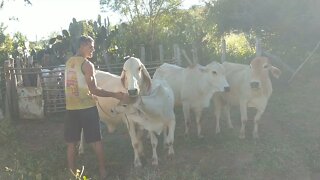 Tirando LEITE das Vacas No curral