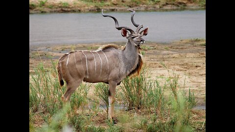 5 Fun Facts About The Greater Kudu