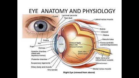 Structure and working of human eye 👁️