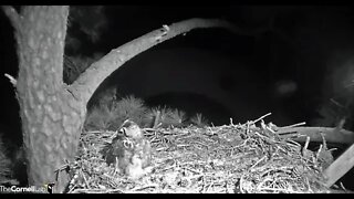Early Morning Snack 🦉3/3/22 02:20