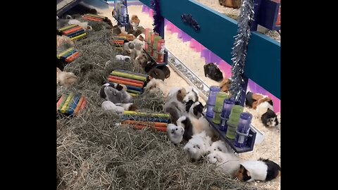 Rabbit Farm - Cute Rabbits 🐇🐇🐇