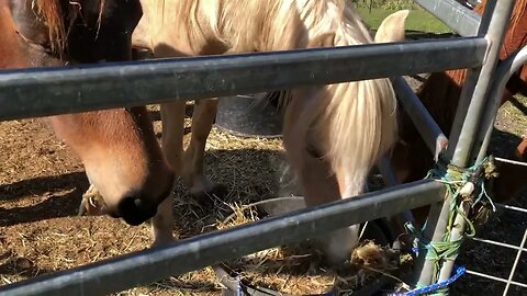 Horses sharing hay #brumbies #guyfawkesheritagehorses