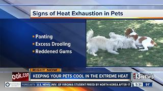 Tips for keeping yourself, pets safe during extreme heat