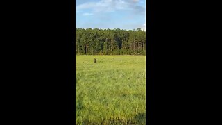 Wild hogs in North Florida