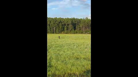 Wild hogs in North Florida