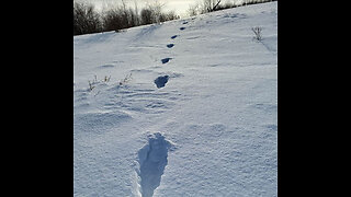 Bigfoot Tracks in Muskowekwan First Nations, Saskatchewan