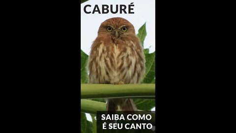Canto da Coruja CABURÉ - #shorts