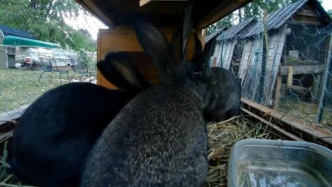 Young Rabbits of The Rabbit City in their hutch at dusk