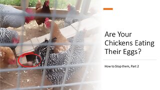 Are Your Chickens Eating Their Own Eggs? How to Stop them, Part 2