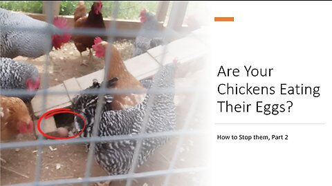 Are Your Chickens Eating Their Own Eggs? How to Stop them, Part 2