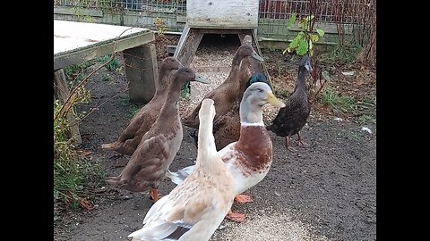 Duck Breakfast Frenzy