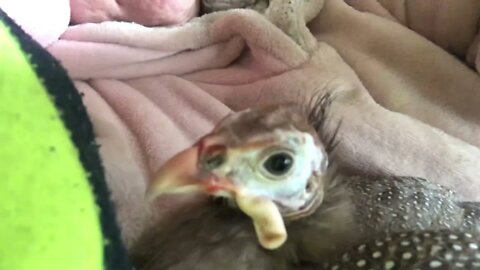 Matilda the disabled guinea fowl enjoying a cuddle with her human 💕