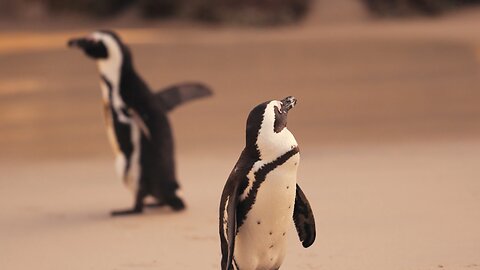 the cutest penguin you will see today