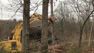 Dangerous Dropping of Large Tree Between Two Houses