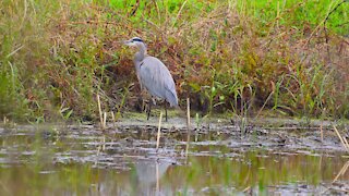 Peregrine Falcon, Great Blue Heron, Great Egret