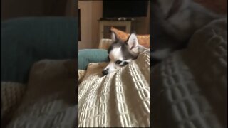 Cutest Pet on the Internet