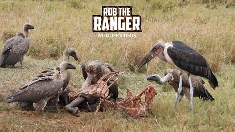 Vultures And Storks Clean Up A Gnu | Maasai Mara Safari | Zebra Plains