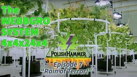 Webbgro 4x4x24x4 ep7 "Rain of Terror!" #WEBBGRO #SPIDERFARMER #FLORAFLEX day45?